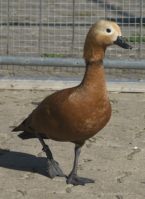 常是决定胜