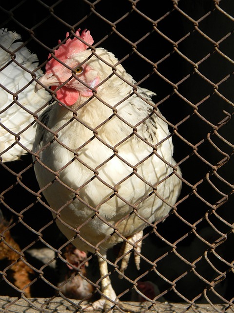 直以来都被 直以来都被